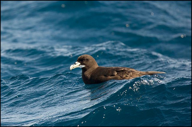 WhiteChinnedPetrel2015C