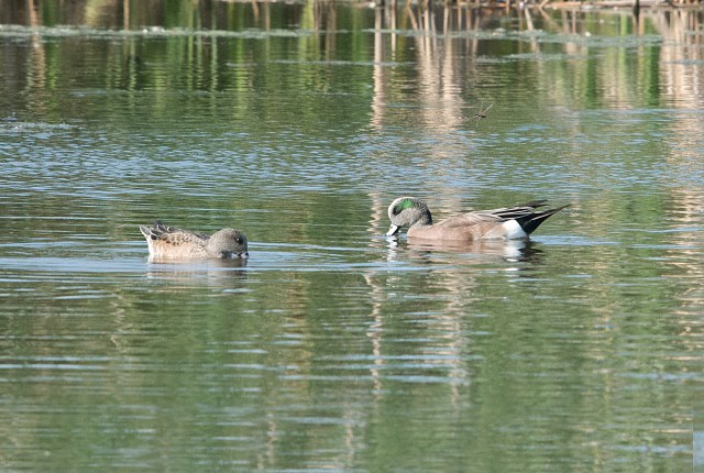 AmericanWidgeon2015B