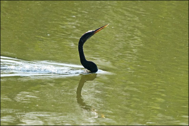 Anhinga2015