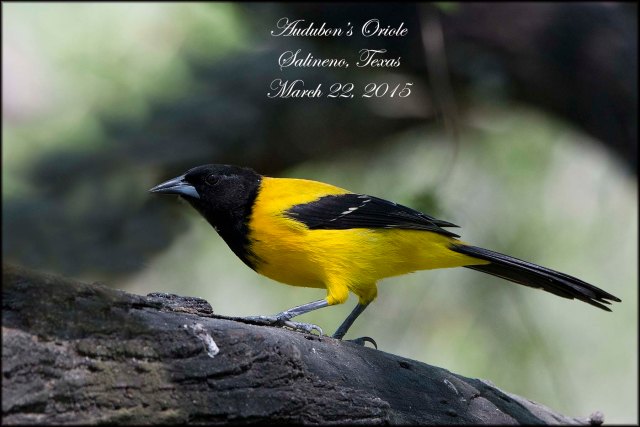 AudubonsOriole