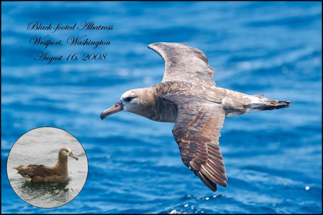 BlackfootedAlbatross