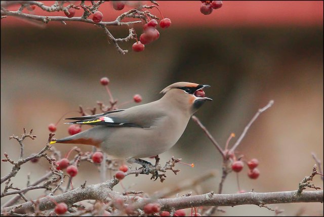 BohemianWaxwing2015CGCC5