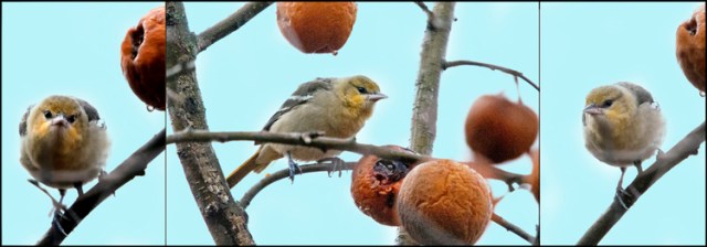 BullocksOriole2015FB2