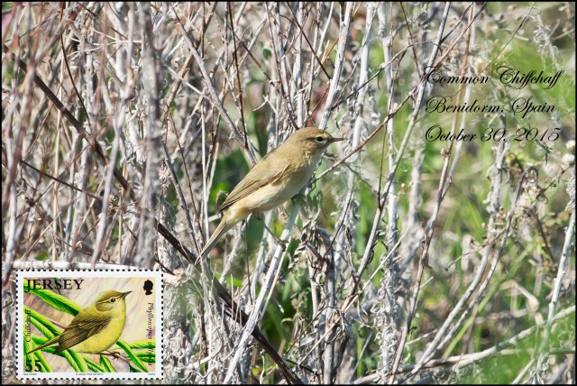 CommonChiffchaff