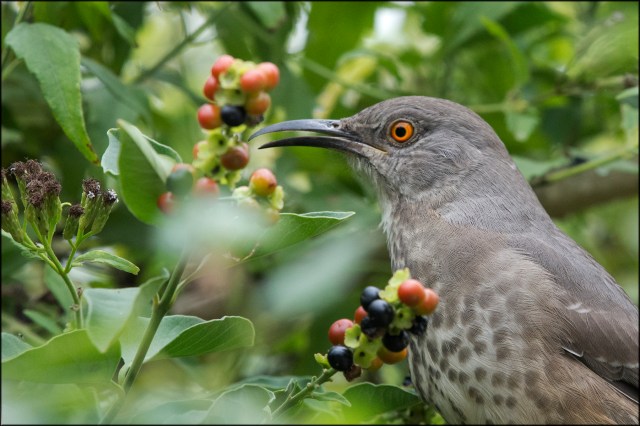 CurvebilledThrasher2015