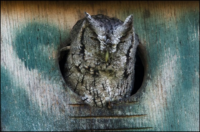 EasternScreechOwlMcCallii