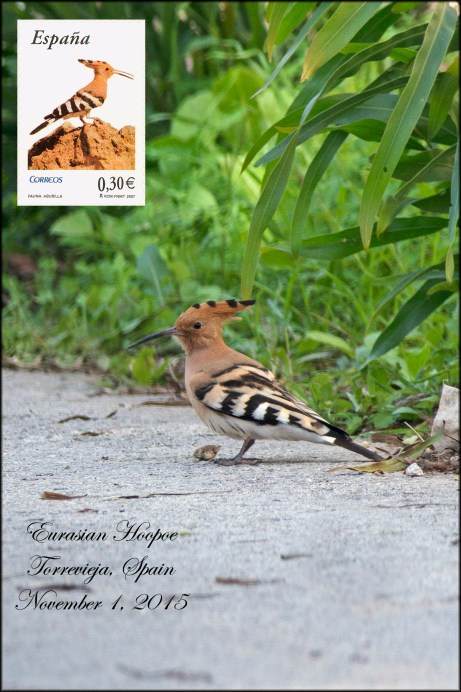 EurasianHoopoe