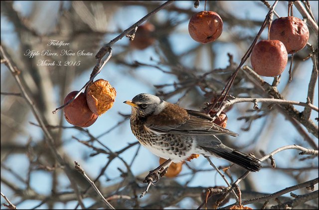 Fieldfare
