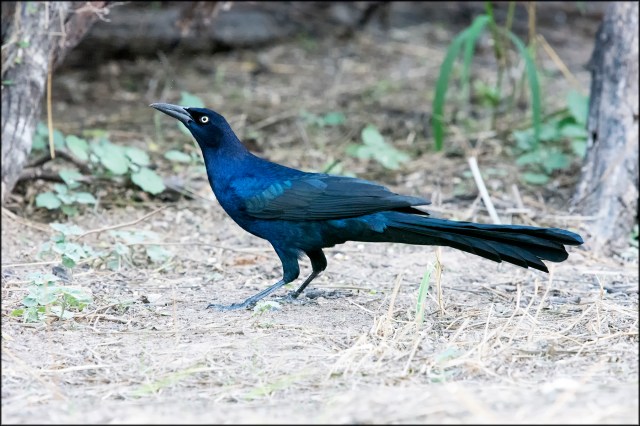 GreattailedGrackle2015