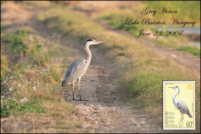 GreyHeron