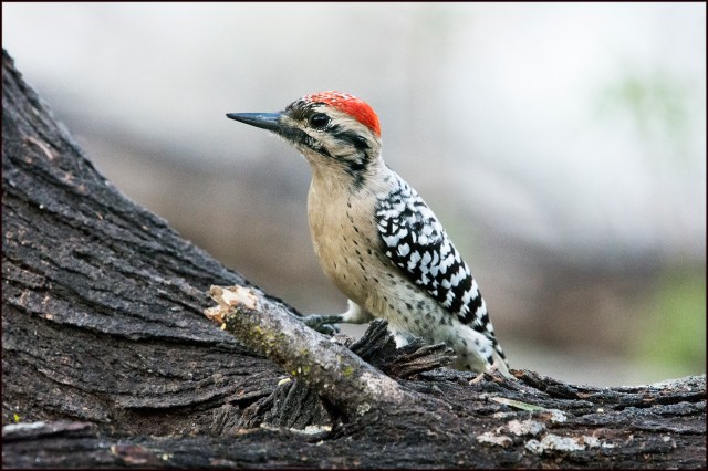 LadderbackedWoodpecker2015