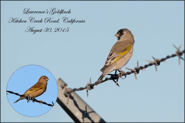 LawrencesGoldfinch