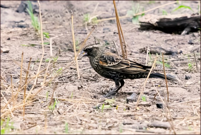 MaleRedwing1stYear2015