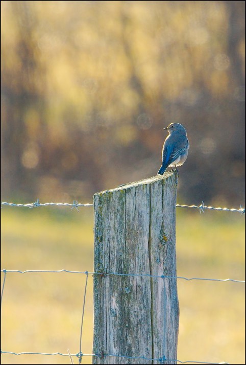 MountainBluebird2015