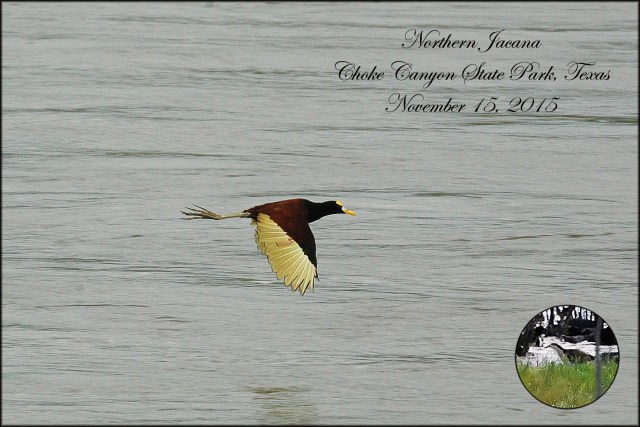 NorthernJacana
