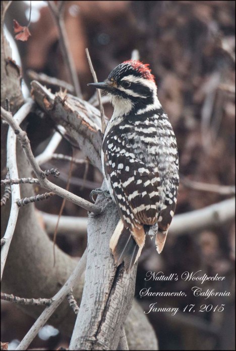 NuttallsWoodpecker
