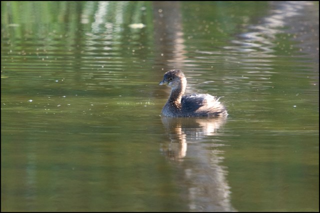 PiedbilledGrebe2015