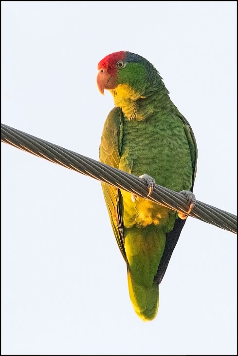 RedCrownedParrot2015