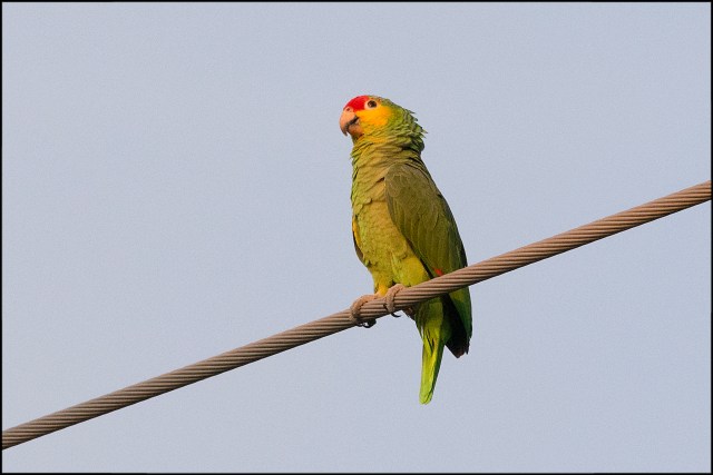 RedLoredParrot
