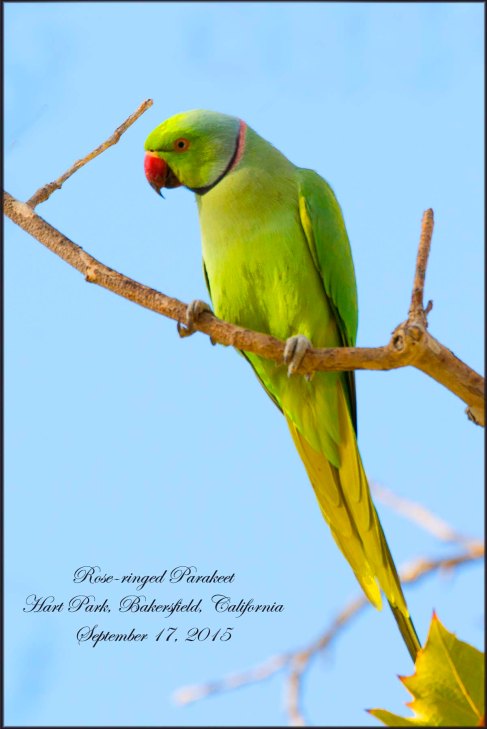 Rose-ringedParakeet