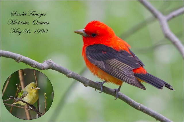 ScarletTanager