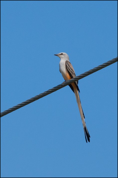 ScissortailedFlycatcher2015