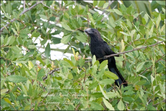 SmoothBilledAni