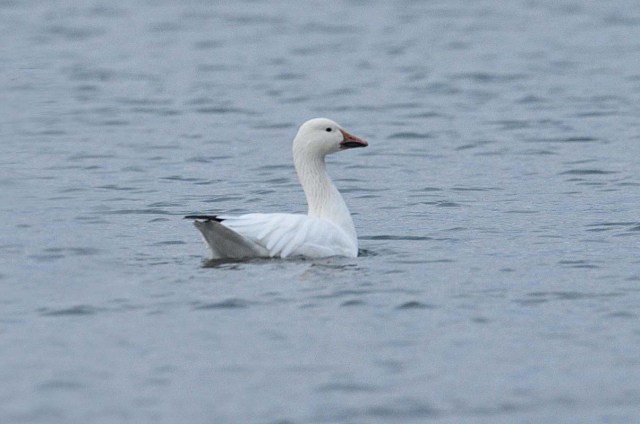 SnowGooseAHaydon2015