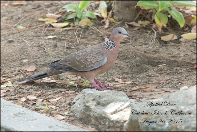 SpottedDove