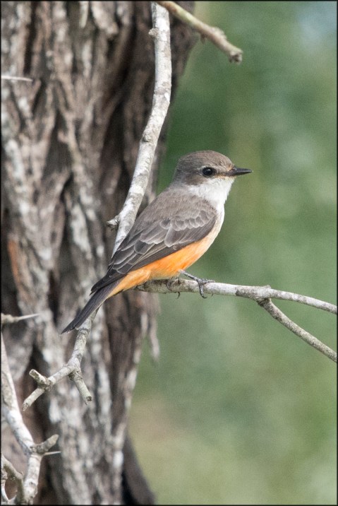 VermillionFlycatcherFemale2015