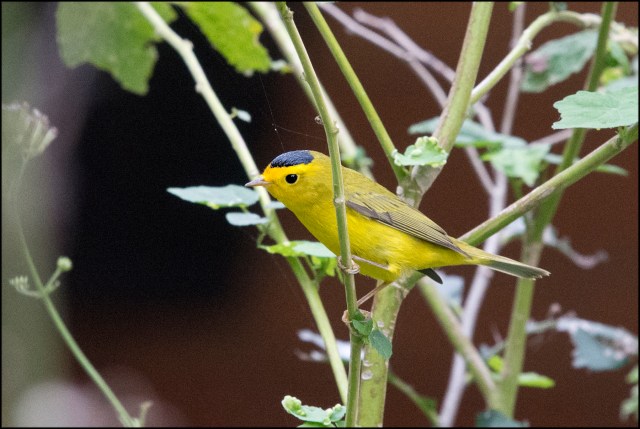 WilsonsWarbler2015B