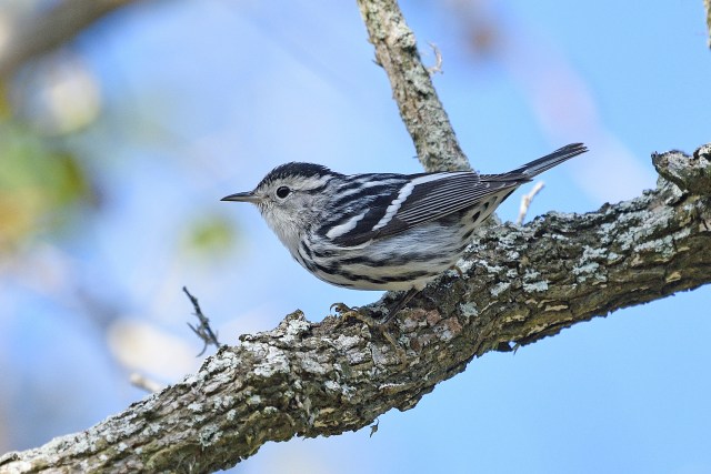 BlackandWhiteWarbler