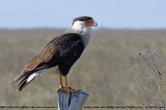 Caracara