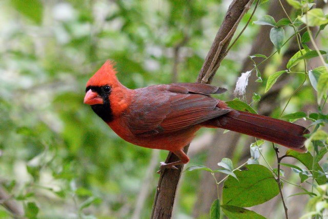 Cardinal
