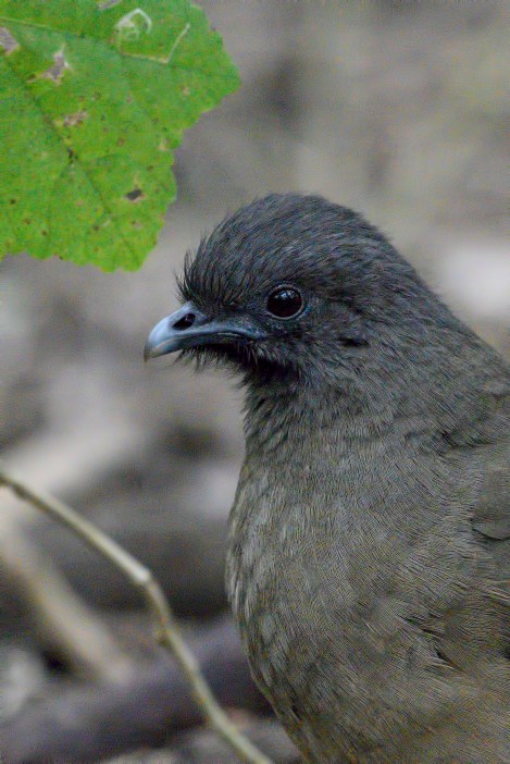 Chachalaca (1)
