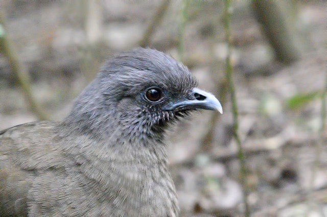 Chachalaca (2)