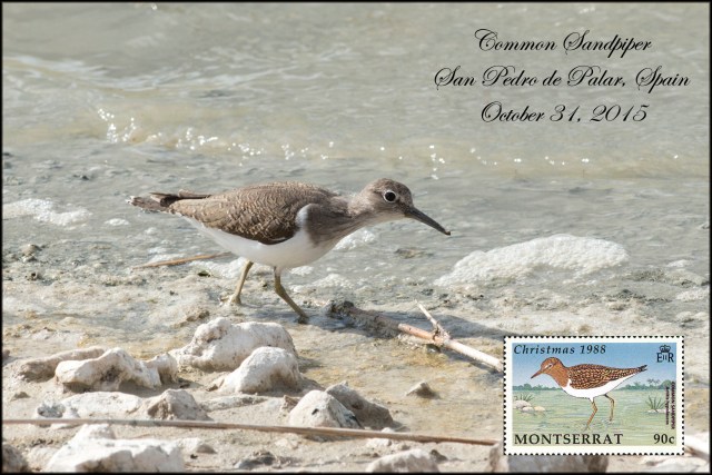 CommonSandpiper