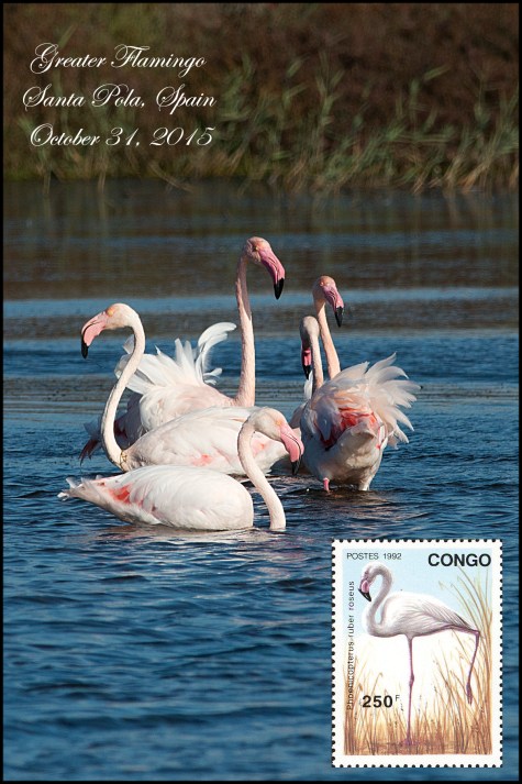 EurasianGreaterFlamingo