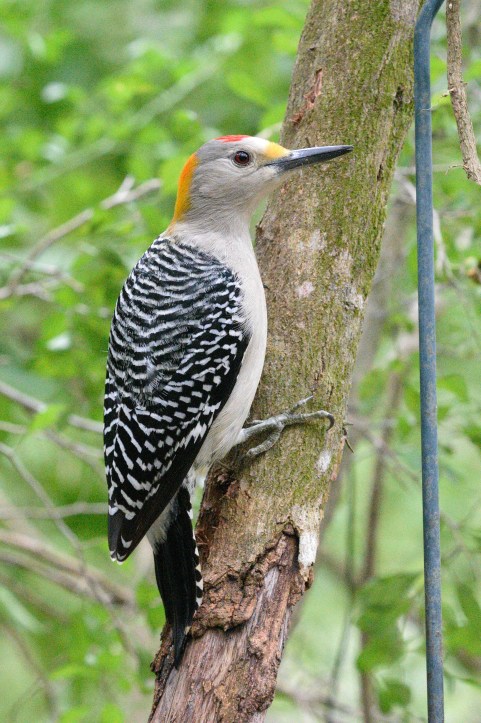 GoldenfrontedWoodpecker
