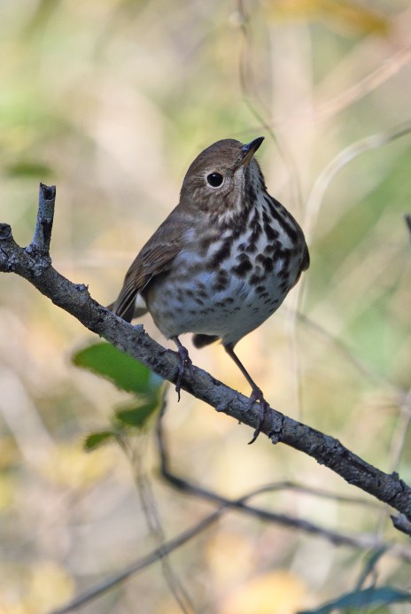 HermitThrush