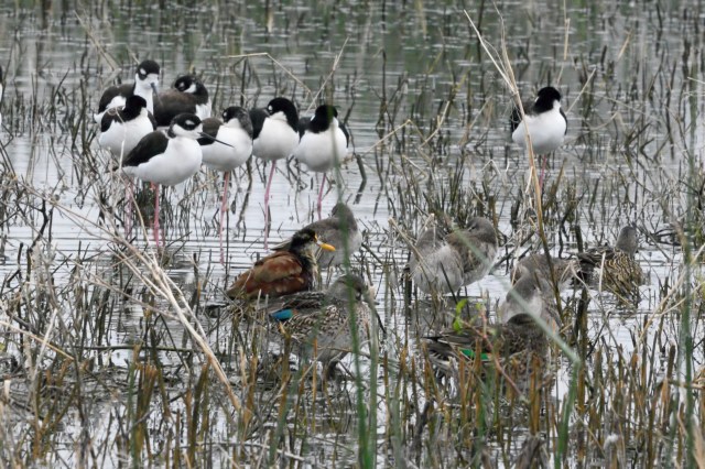 NorthernJacana