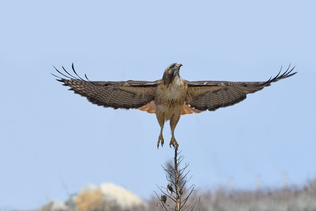 RedtailedHawk (1)