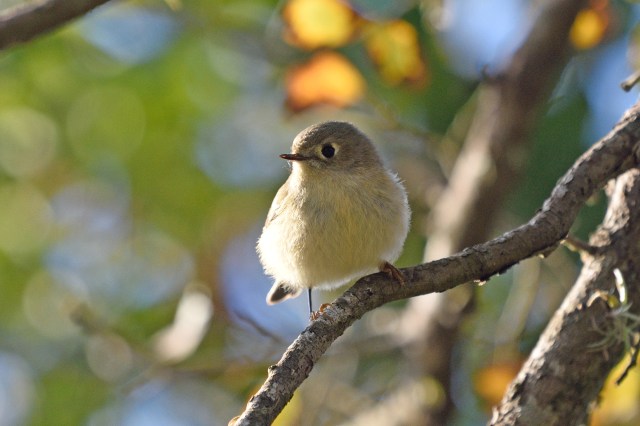 RubyCrownedKinglet