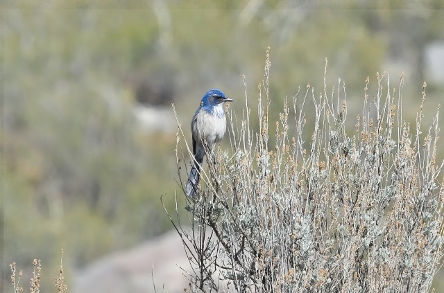ScrubJay