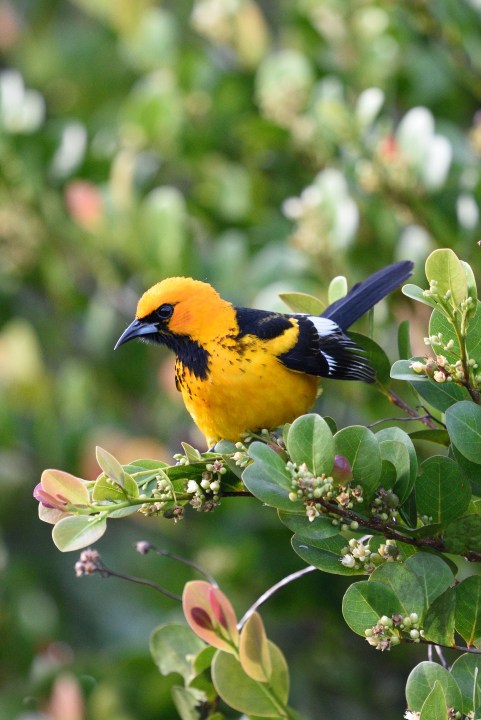 SpotbreastedOriole (1)
