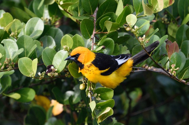 SpotbreastedOriole (2)