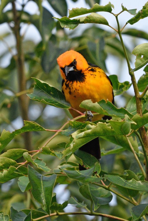 SpotbreastedOriole (3)