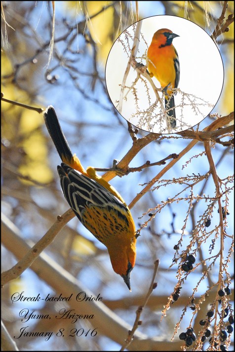 StreakbackedOriole