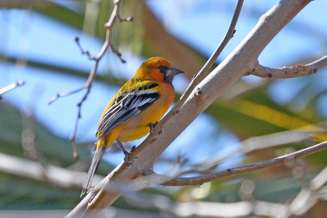 StreakbackedOriole2016B