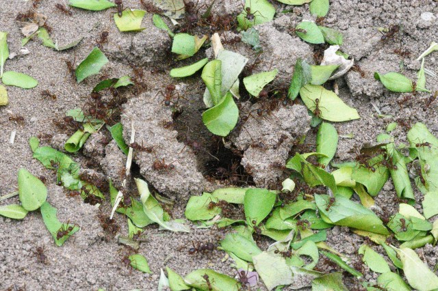 TexasLeafCuttingAnt
